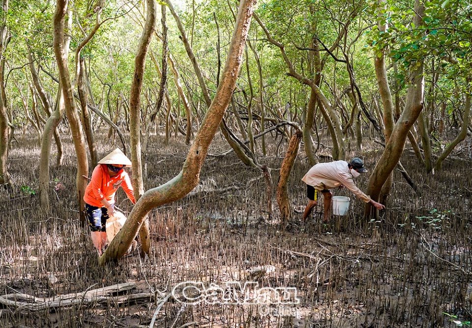 Lội vô rừng nuôi loài ốc leo cây, chả phải cho ăn, hễ thấy lơn lớn là nông dân Cà Mau bắt bán đắt tiền - Ảnh 1.