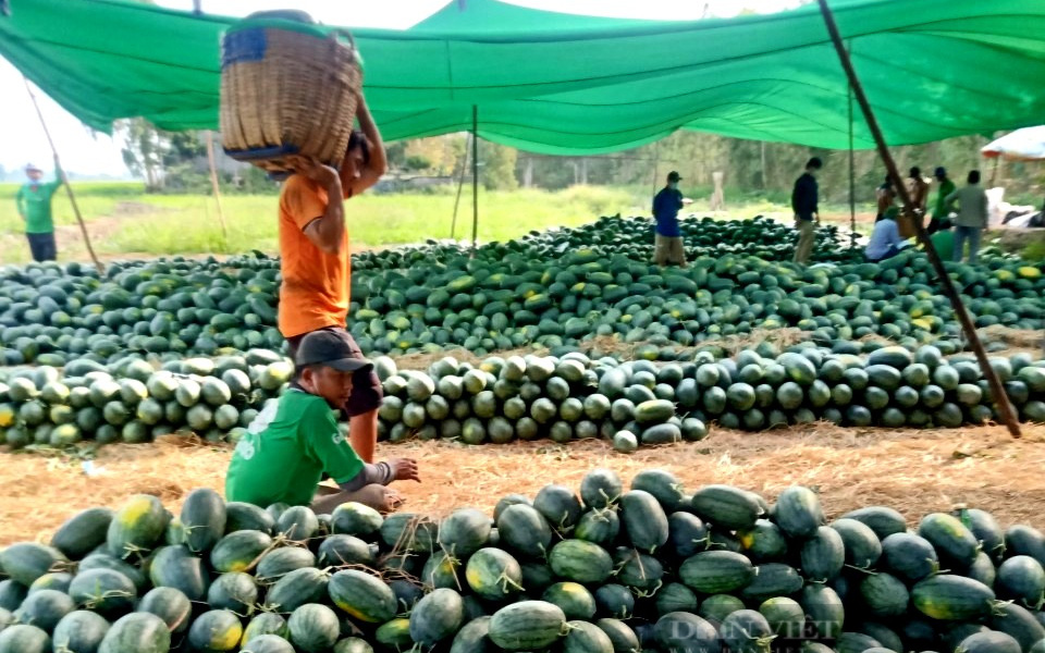 Giá loại trái xanh vỏ đỏ lòng không thể thiếu ngày Tết đột ngột quay đầu tăng kỷ lục, nông dân ăn Tết to