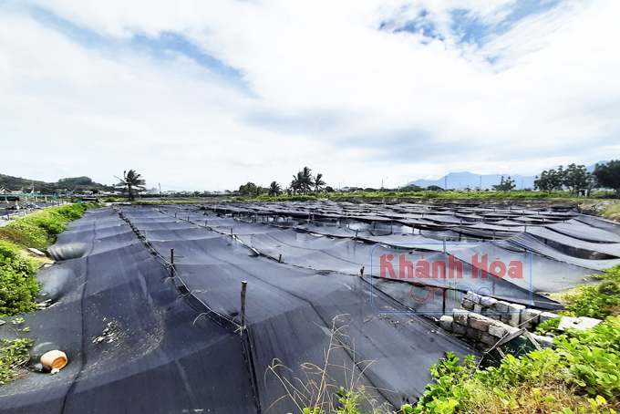 &quot;Sốt đất&quot; bất thình lình khiến dân ở nơi này thi nhau bán ruộng, phân lô ngay trên cánh đồng như đúng rồi - Ảnh 6.