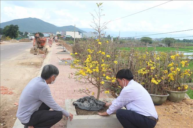 Con đường trồng cây mai vàng đầu tiên của tỉnh Bình Định dài bao nhiêu mét? - Ảnh 1.