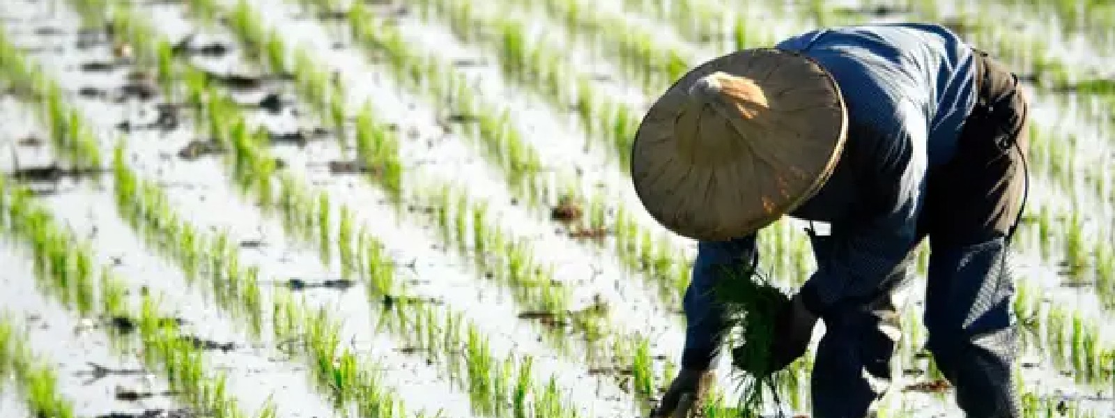 Trung Quốc bất ngờ công bố một quy định mới liên quan đến giống cây trồng - Ảnh 1.