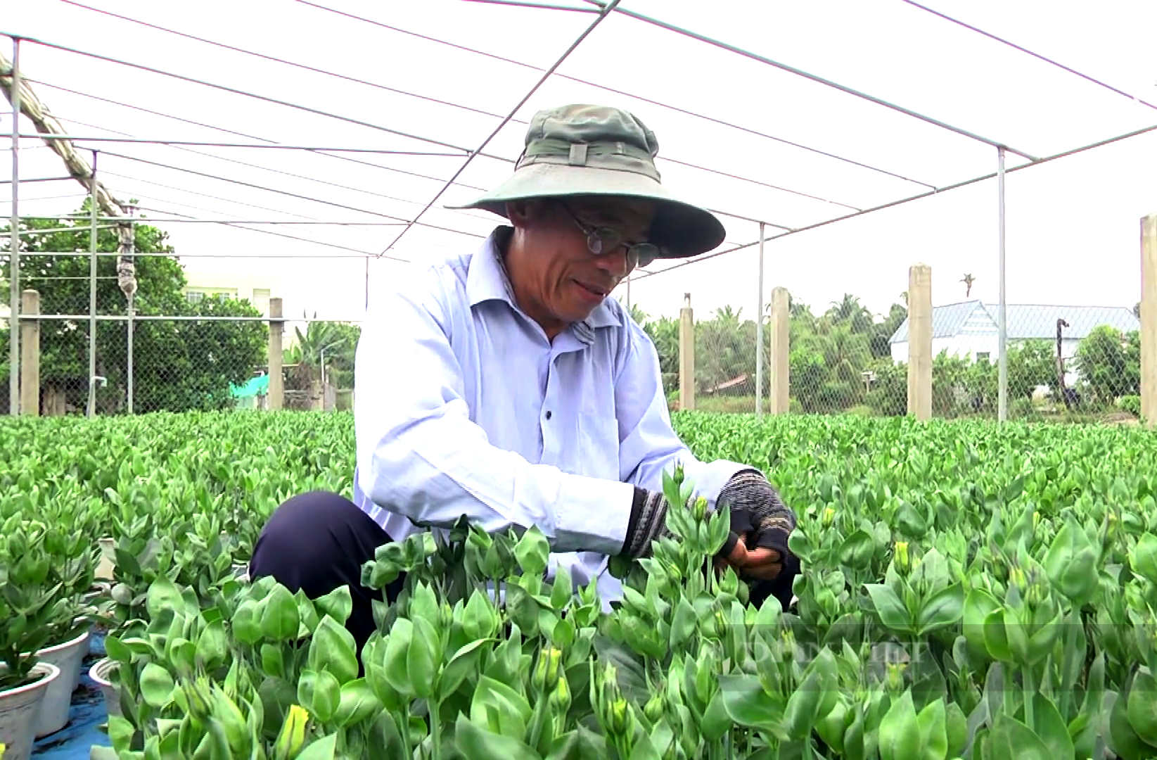 Tiền Giang: Ghiền nghề hái ra tiền, ông nông dân trở nên khấm khá - Ảnh 1.