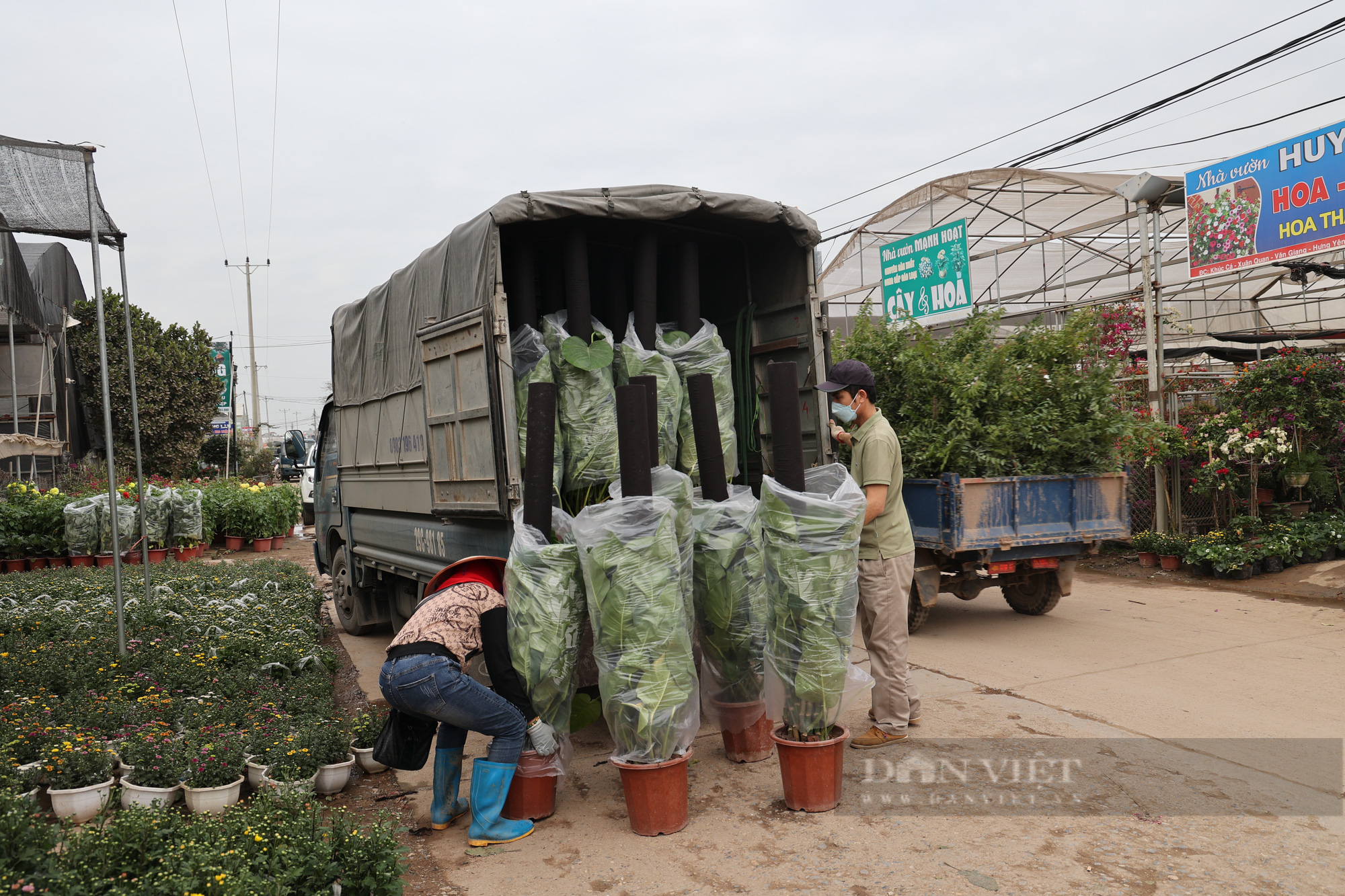 Làng hoa Xuân Quan nhộn nhịp dịp Tết, nhà vườn phấn khởi vì hoa được mùa được giá - Ảnh 2.