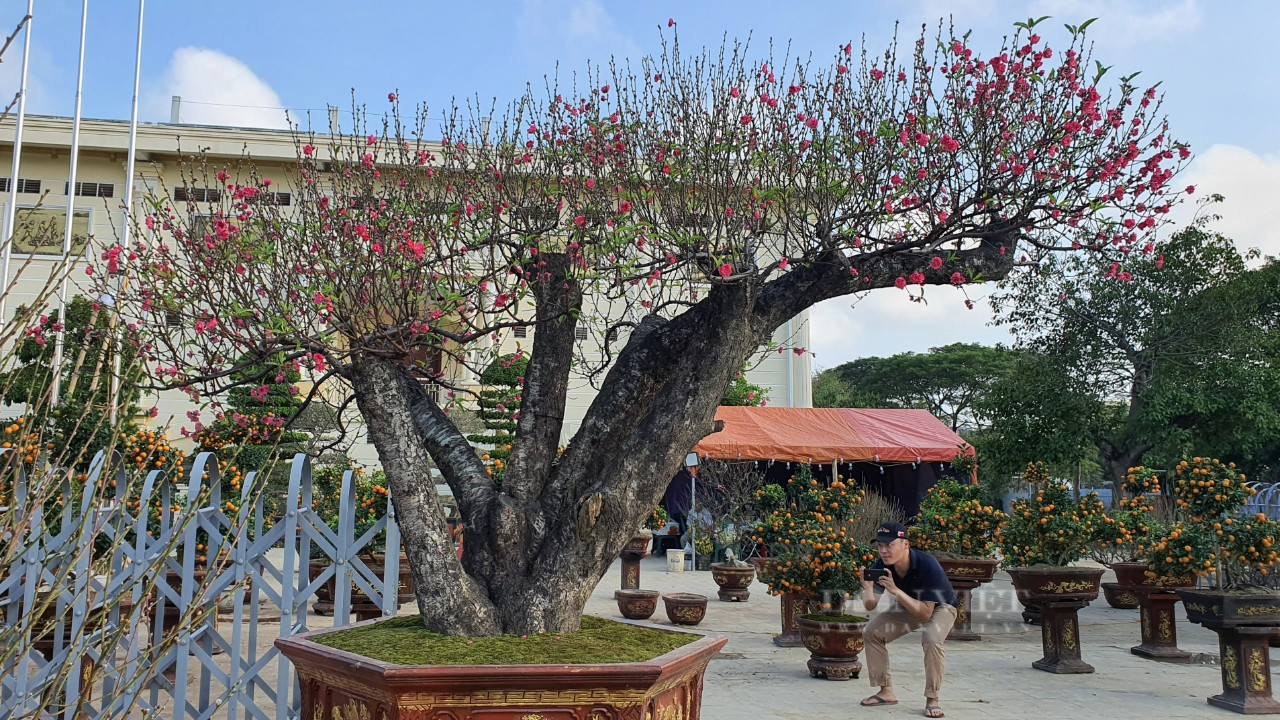 Thanh Hóa: Gốc đào khủng tạo dáng &quot;bàn tay đón lộc&quot; có giá trăm triệu chờ đại gia rước về chơi Tết - Ảnh 3.