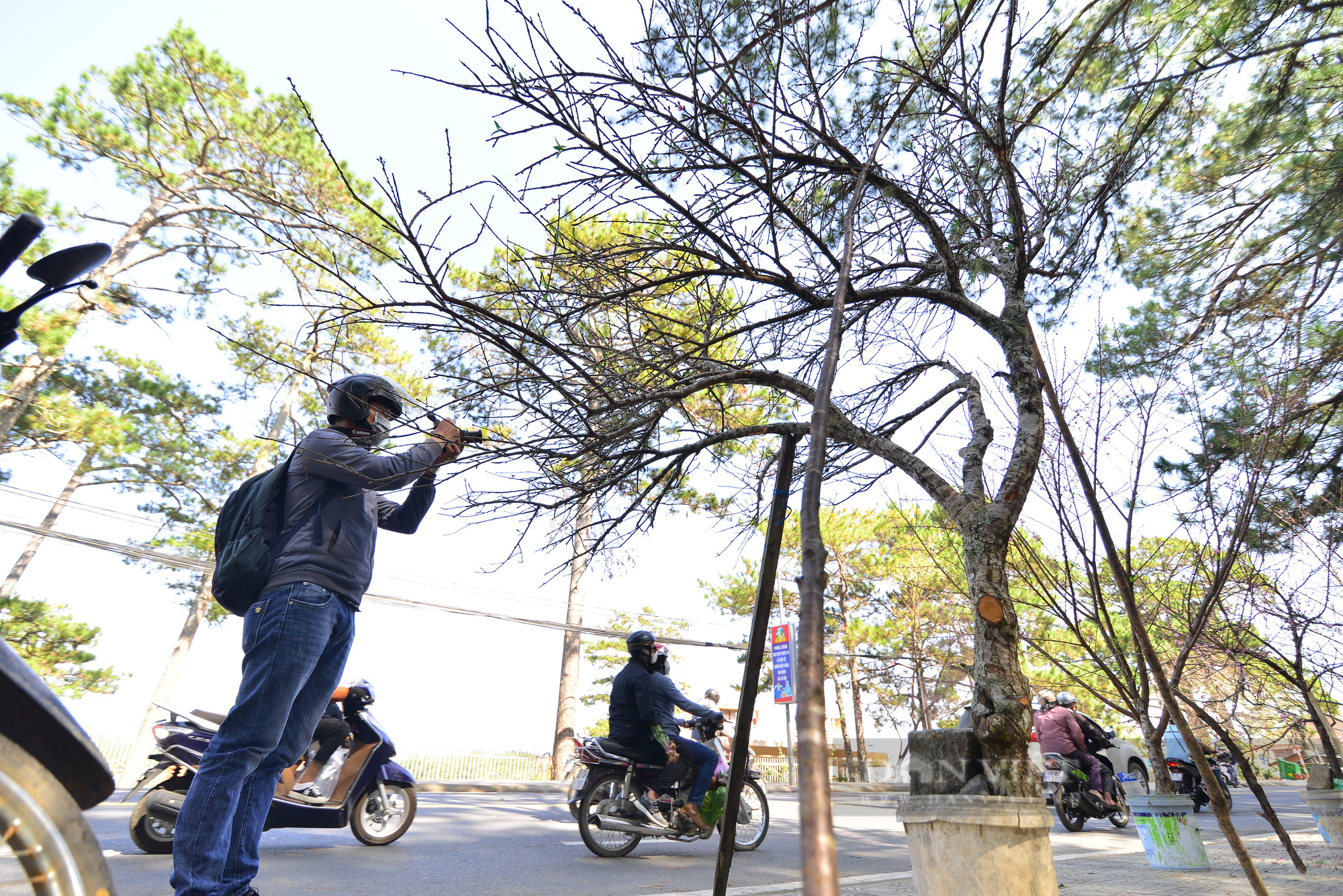 Loại cây có quả mà “Tề Thiên Đại Thánh” thích ăn được bán hàng triệu đồng Đà Lạt để người dân chưng Tết - Ảnh 8.