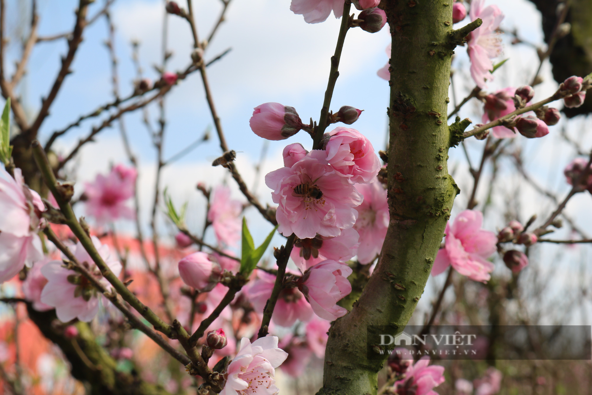 Rực rỡ sắc màu chợ hoa xuân giữa lòng thành phố Sơn La - Ảnh 3.