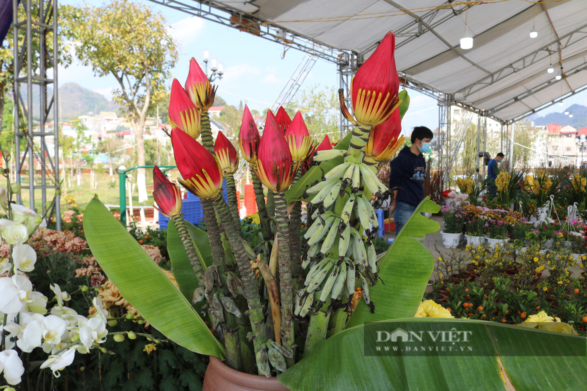 Rực rỡ sắc màu chợ hoa xuân giữa lòng thành phố Sơn La - Ảnh 10.