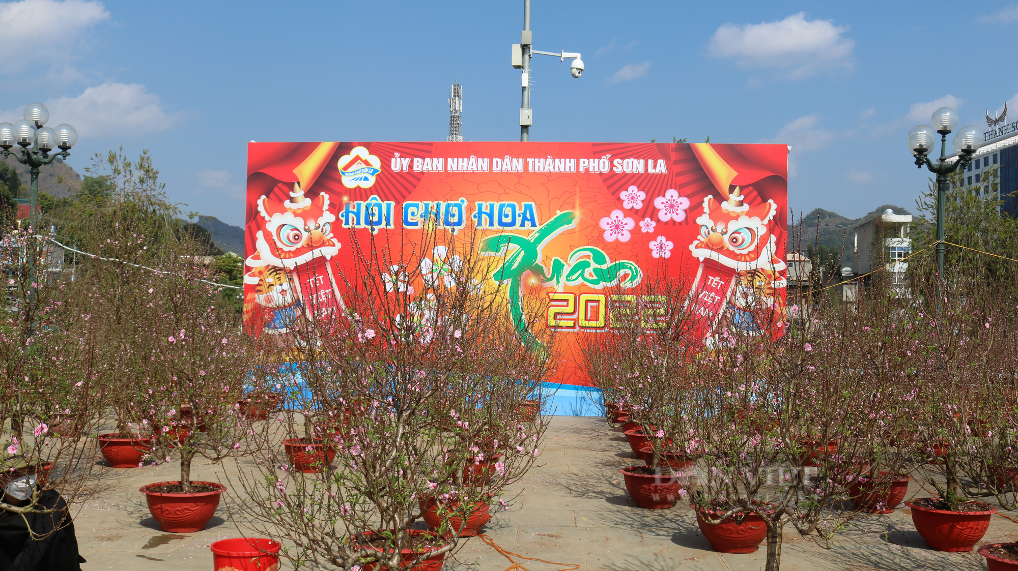 Rực rỡ sắc màu chợ hoa xuân giữa lòng thành phố Sơn La - Ảnh 2.