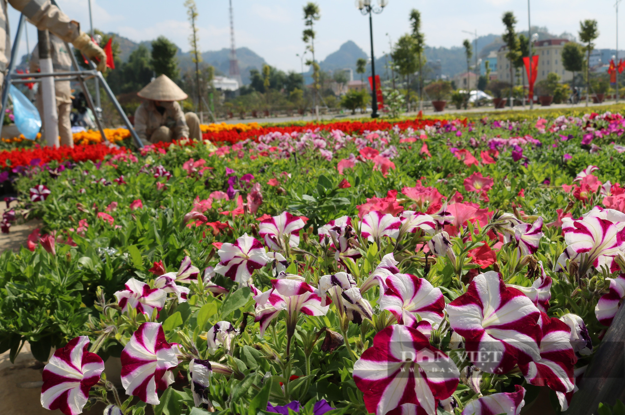 Rực rỡ sắc màu chợ hoa xuân giữa lòng thành phố Sơn La - Ảnh 14.