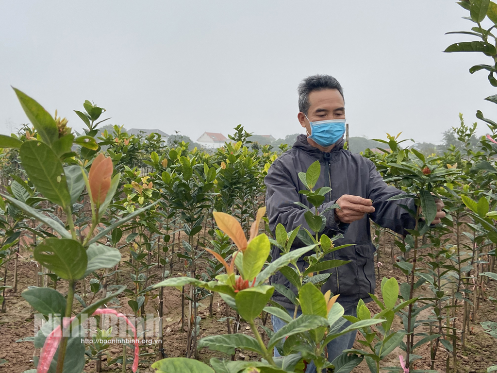 Ninh Bình: Đưa loài hoa quý xuống trồng ruộng lúa, sau 5 năm bán giá 4-5 triệu đồng/cây - Ảnh 1.