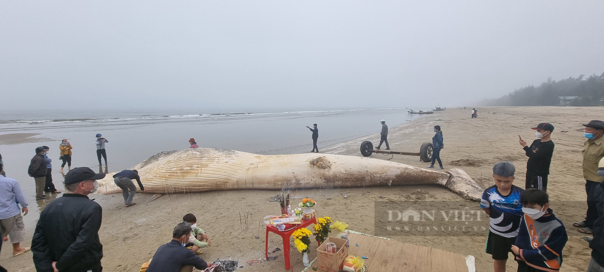 Thanh Hóa: Phát hiện xác cá voi khủng trôi dạt vào bờ biển - Ảnh 3.