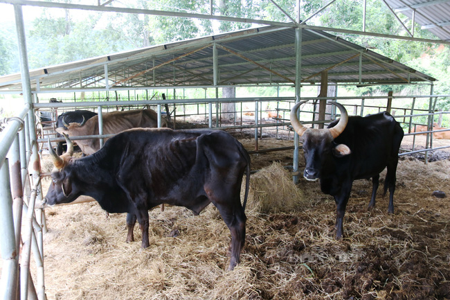 Đàn bò tót lai từng gầy trơ xương ở Ninh Thuận hiện “hung hăng” và nhiều lần giao phối  - Ảnh 6.