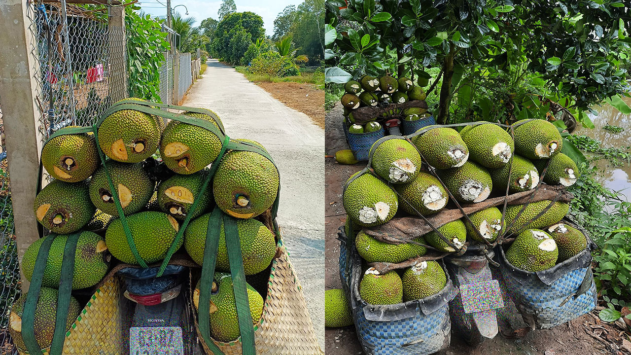 Giá mít Thái hôm nay 28/1: Tăng thêm từ 3.000 - 8.000 đồng/kg, giá mít Thái tăng mạnh do đâu? - Ảnh 1.