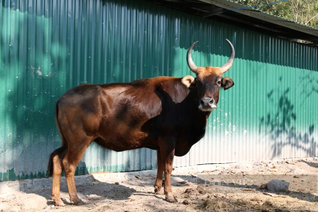 Đàn bò tót lai từng gầy trơ xương ở Ninh Thuận hiện “hung hăng” và nhiều lần giao phối  - Ảnh 1.