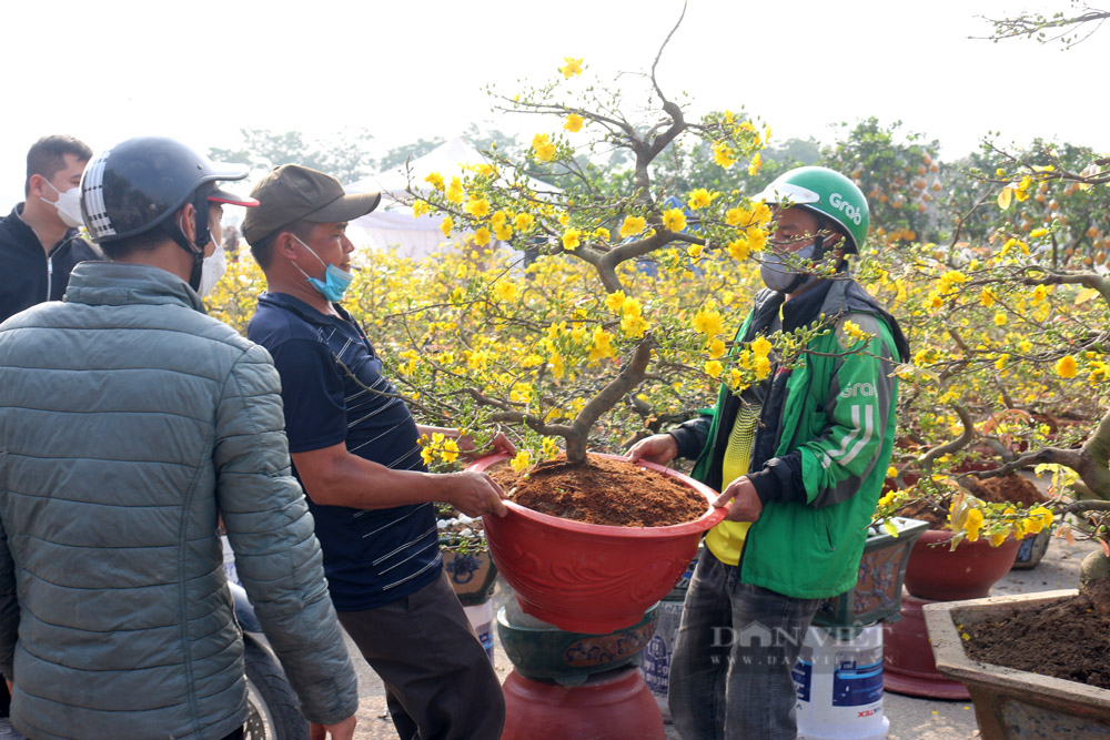 Mai vàng Bình Định &quot;hái&quot; ra trăm tỷ đổ bộ Hà Nội  - Ảnh 5.