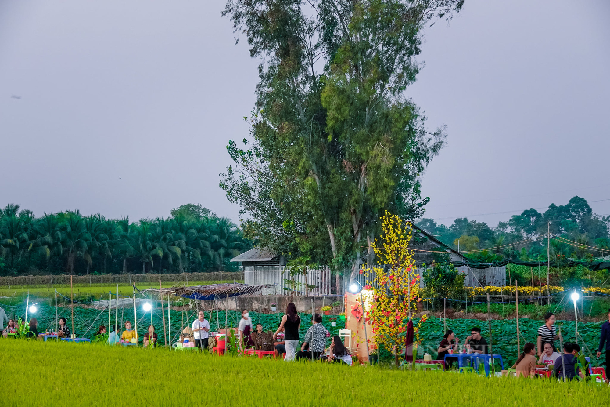 Quán ăn giữa ruộng ở Cần Thơ bất ngờ thu hút cả trăm người dân đến ăn, chụp ảnh mỗi ngày - Ảnh 9.