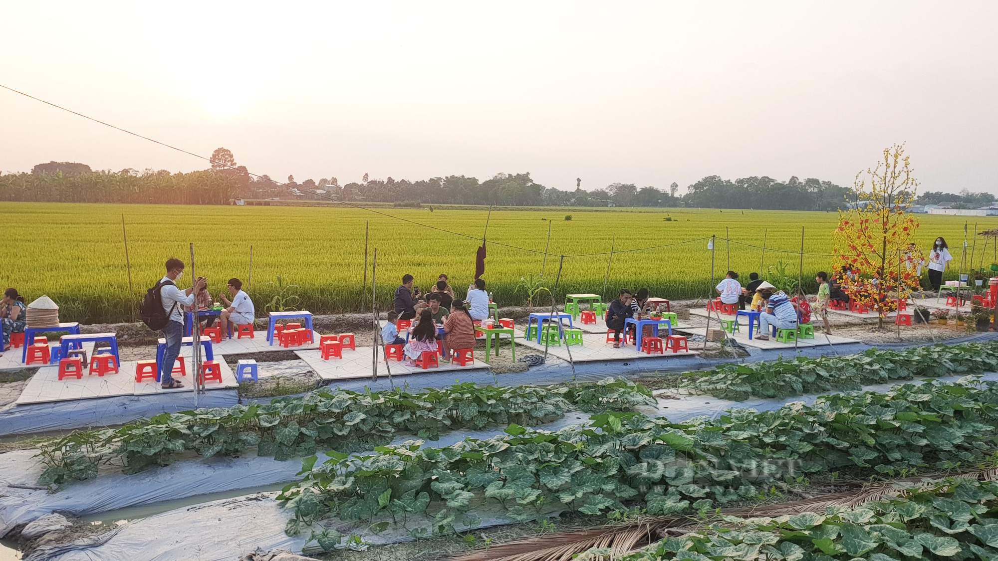 Quán ăn giữa ruộng ở Cần Thơ bất ngờ thu hút cả trăm người dân đến ăn, chụp ảnh mỗi ngày - Ảnh 6.