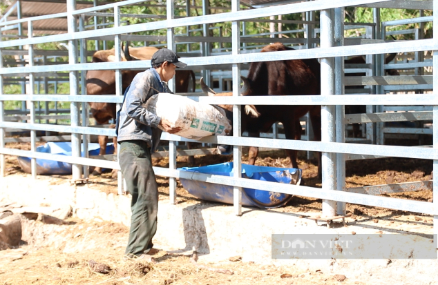 Đàn bò tót lai từng gầy trơ xương ở Ninh Thuận hiện “hung hăng” và nhiều lần giao phối  - Ảnh 4.