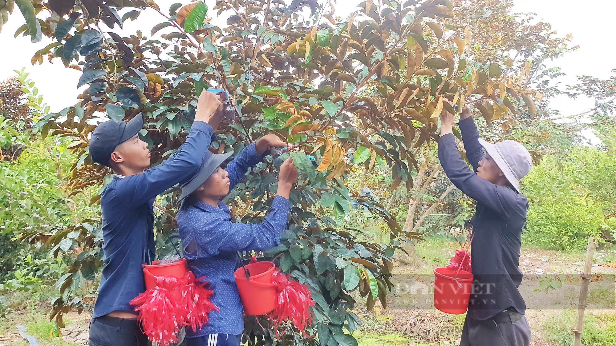 Miền Tây xuất hiện vú sữa tím đột biến chịu được mặn, ra trái quanh năm, xuất khẩu sang Mỹ - Ảnh 8.