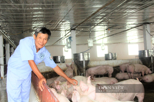 Tiêu thụ thịt lợn dịp Tết Nguyên đán chỉ có thể tăng 12%, nhưng giá vẫn đi lên - Ảnh 3.