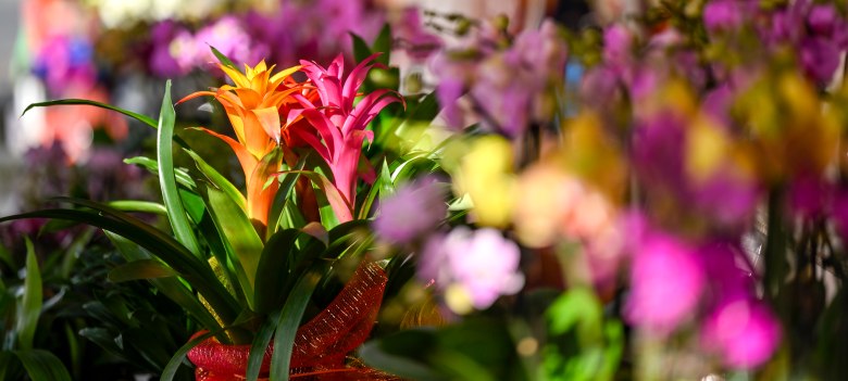 Người Việt tại Mỹ rủ nhau đi chợ hoa truyền thống tận hưởng không khí Tết Nguyên đán - Ảnh 4.