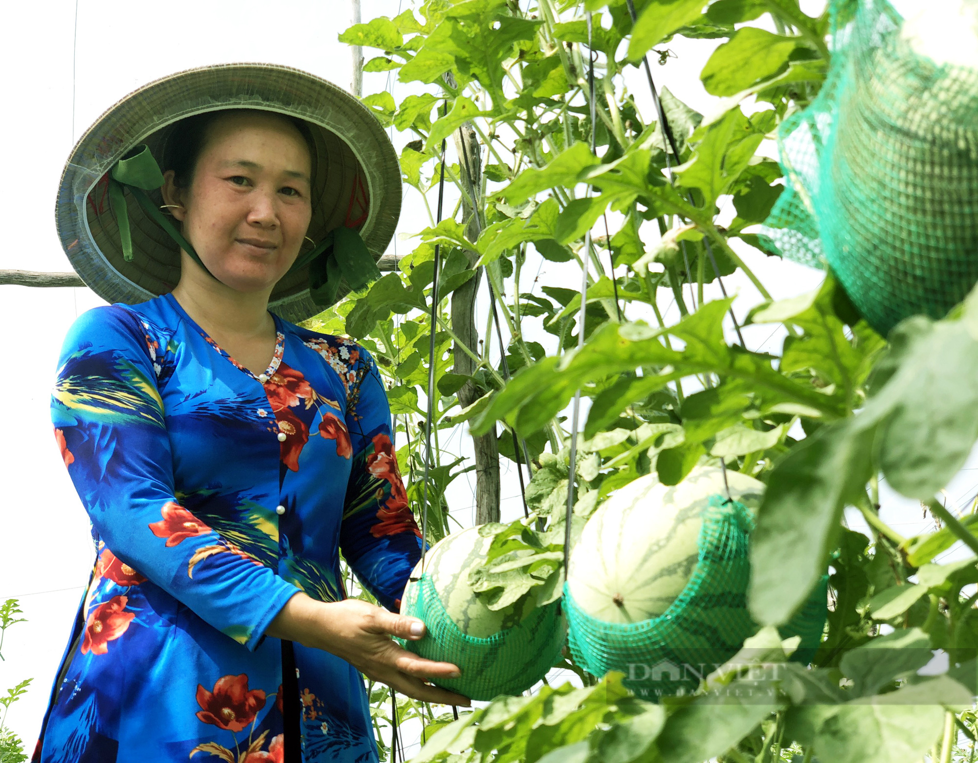 An Giang: Ngỡ ngàng anh nông dân làm giàn, mắc võng cho dưa hấu - Ảnh 5.