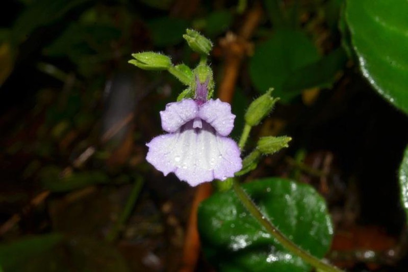 NÓNG: Một loài hoa mới chưa từng thấy cực kỳ đẹp, mới phát hiện ra ở gần thủy điện Rào Trăng - Ảnh 2.