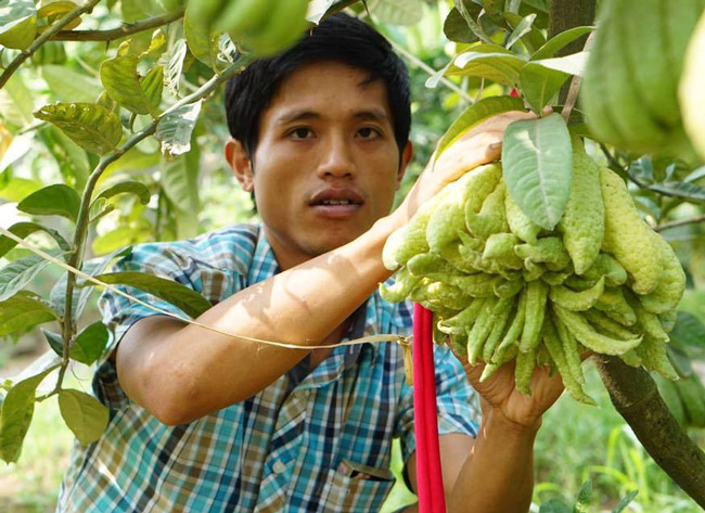 4 loại quả cứ đến Tết lại đắt hàng, có loại cả triệu đồng/quả - Ảnh 13.