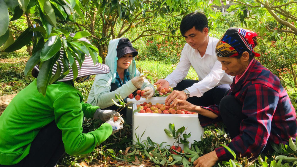 Một thế hệ nông dân số sẽ giúp chấm dứt chuyện &quot;được mùa mất giá&quot; - Ảnh 1.