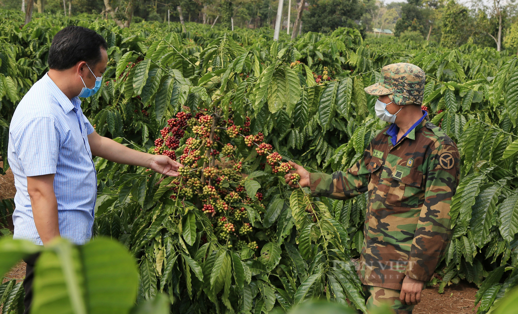 Giá cà phê Đắk Lắk hôm nay tiếp tục &quot;nằm im&quot;, nông dân chia sẻ cách giảm đầu tư tăng năng suất - Ảnh 2.