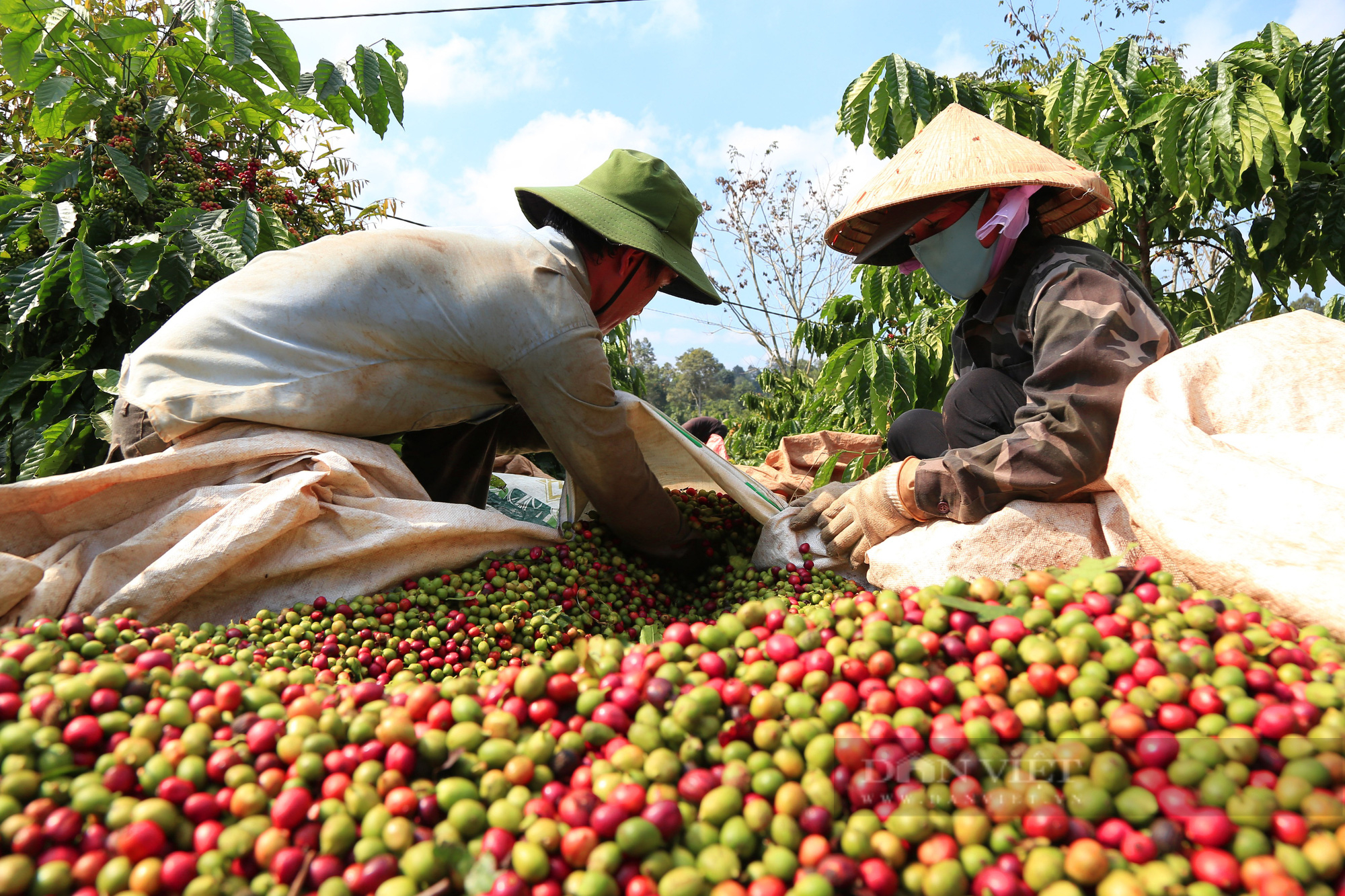 Giá cà phê Đắk Lắk hôm nay tiếp tục &quot;nằm im&quot;, nông dân chia sẻ cách giảm đầu tư tăng năng suất - Ảnh 3.