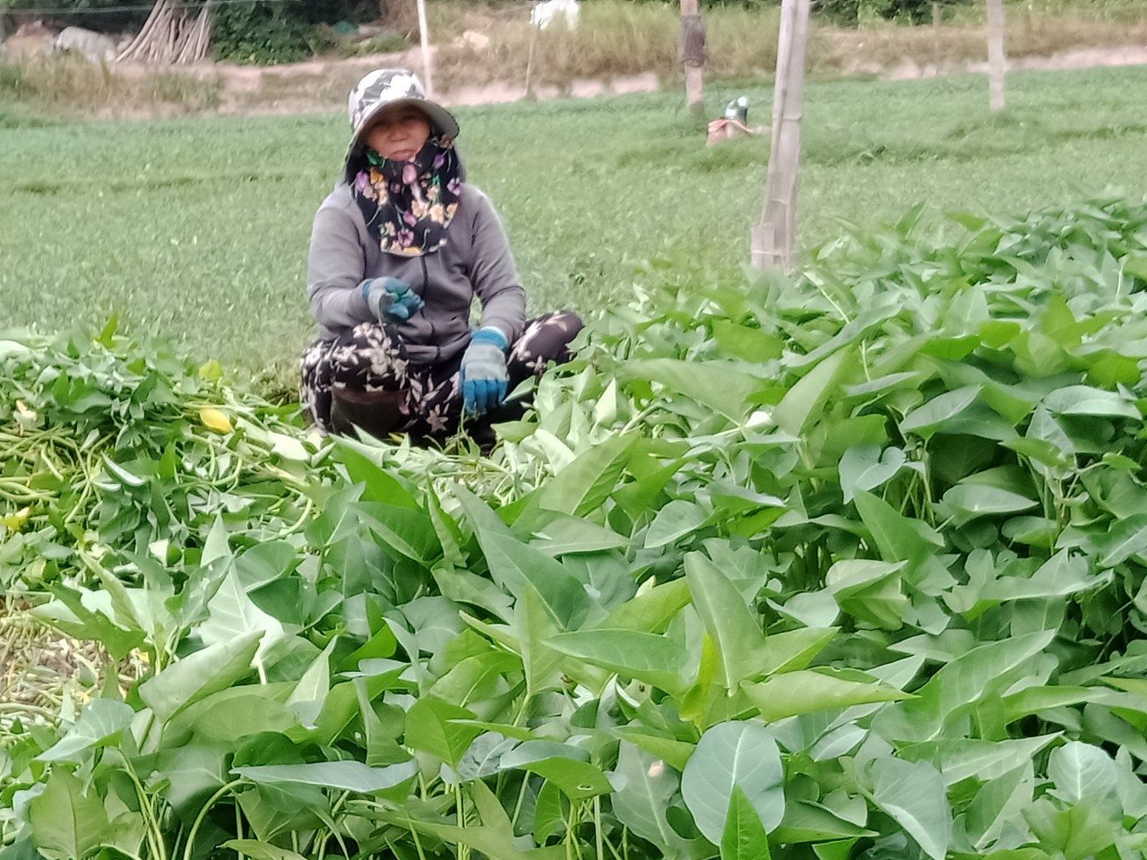 Phú Yên: Trồng thứ &quot;rau nhà nghèo&quot; trên đất xấu, nào ngờ nông dân ở đây lại có nhiều tiền hơn là xạ lúa - Ảnh 1.