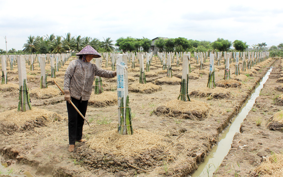 Xuất khẩu trái cây vào Trung Quốc: Cần ngừng phát triển cây thanh long, số hóa mã số vùng trồng (bài cuối)