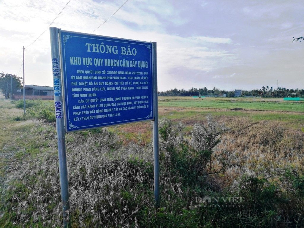 Đất nông nghiệp tăng giá chóng mặt tại Ninh Thuận - Ảnh 4.