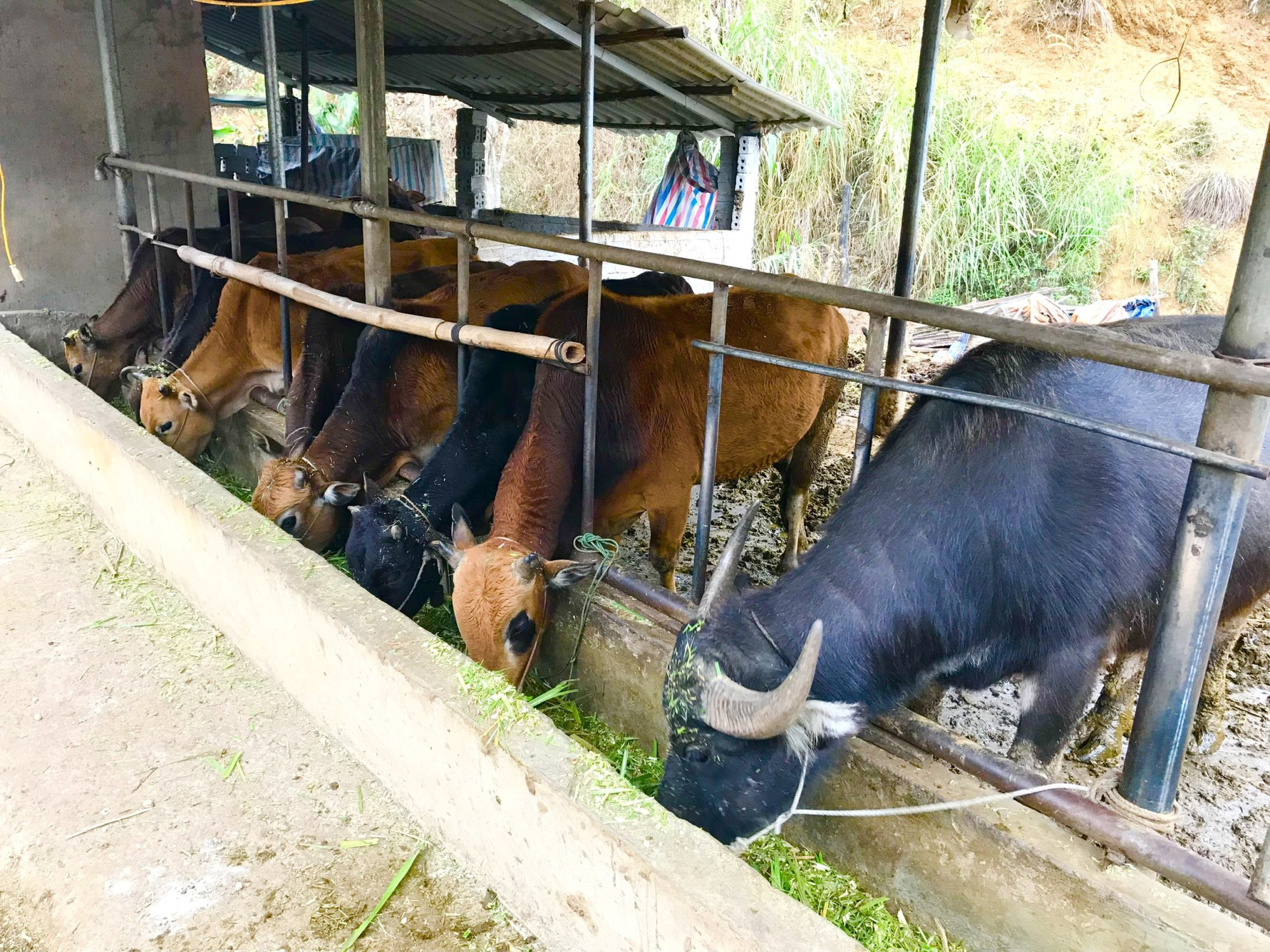 Trồng cỏ, nuôi trâu, bò nhốt chuồng: Hướng làm giàu của đồng bào dân tộc vùng cao Tây Bắc - Ảnh 3.