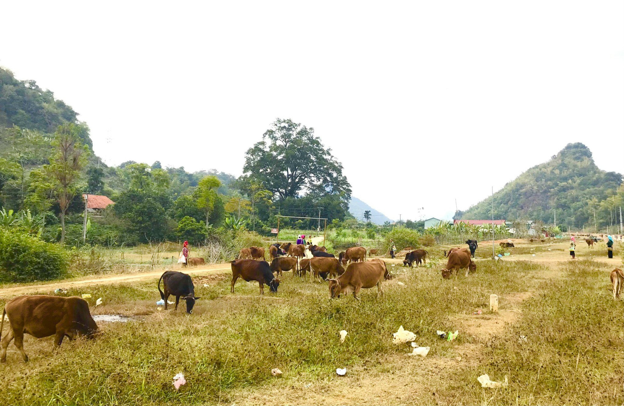 Anh Thương nuôi trâu bò