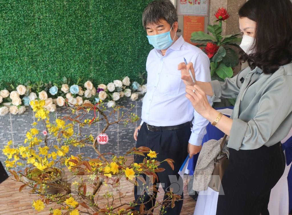 Trồng mai vàng bán Tết, nông dân tỉnh Bình Định đạt doanh số cao kỷ lục chưa từng có - Ảnh 1.