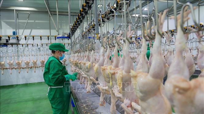 Hồng Kông mạnh tay chi hơn 50 triệu USD để ăn sản phẩm thịt này của Việt Nam - Ảnh 1.