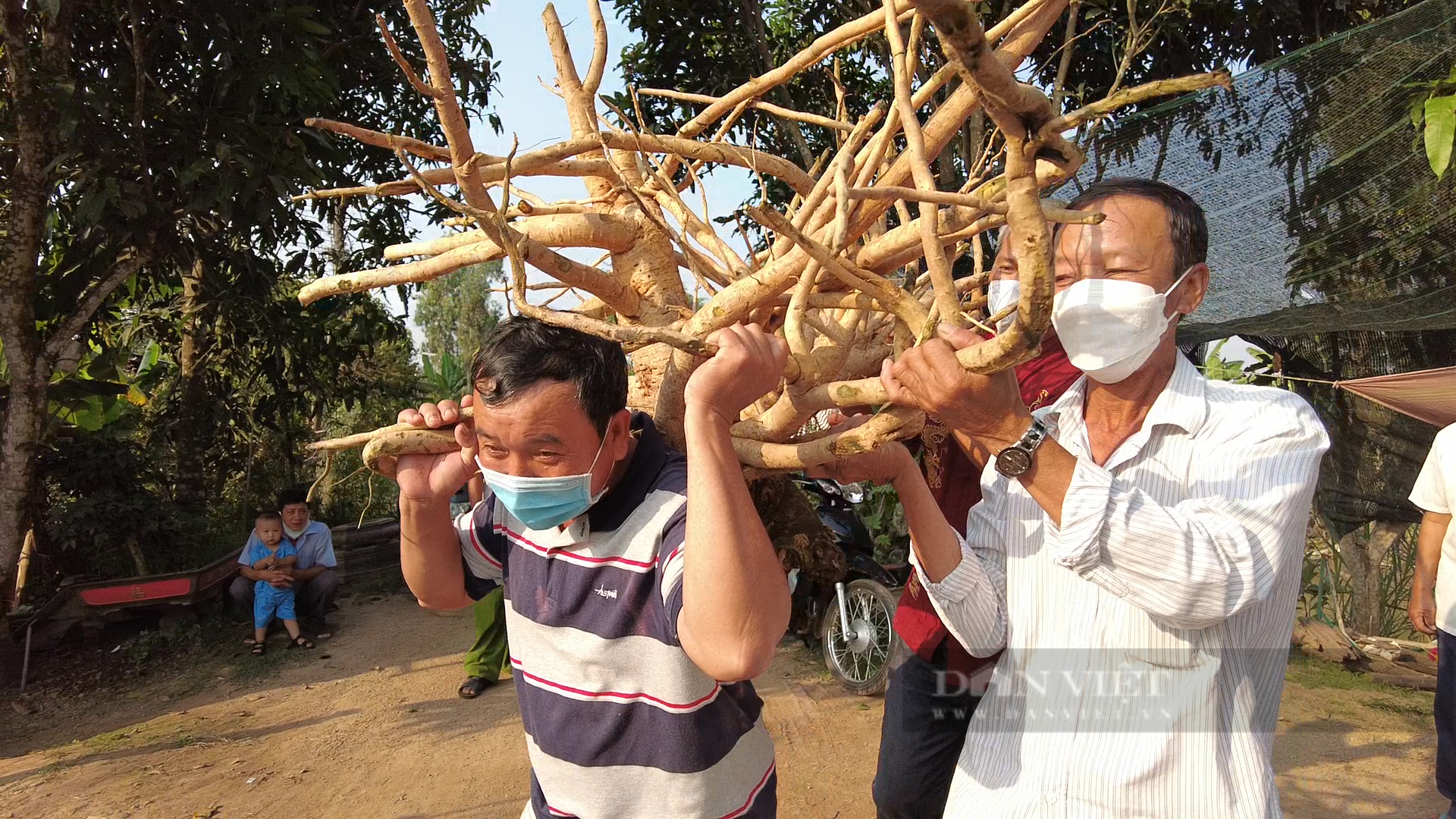 Xôn xao củ đinh hương khổng lồ độc nhất vô nhị có trọng lượng vô đối ở tỉnh An Giang - Ảnh 6.