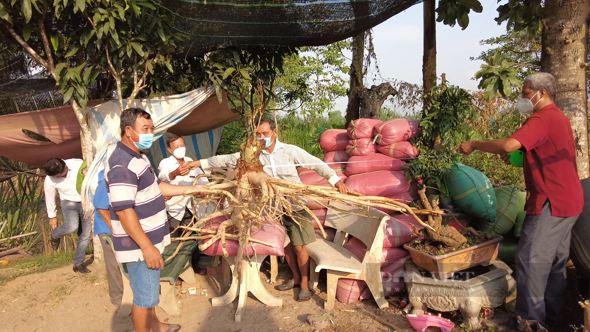 Xôn xao củ đinh hương khổng lồ độc nhất vô nhị có trọng lượng vô đối ở tỉnh An Giang - Ảnh 3.