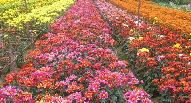 Điểm danh 9 chợ hoa Tết nổi tiếng nhất Hà Nội đón Xuân 2022 - Ảnh 9.