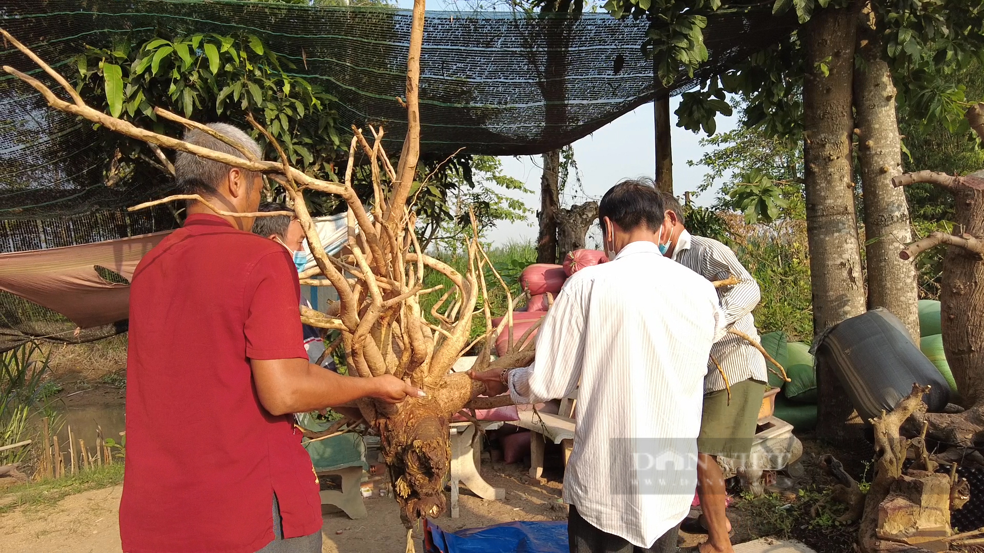 Xôn xao củ đinh hương khổng lồ độc nhất vô nhị có trọng lượng vô đối ở tỉnh An Giang - Ảnh 4.