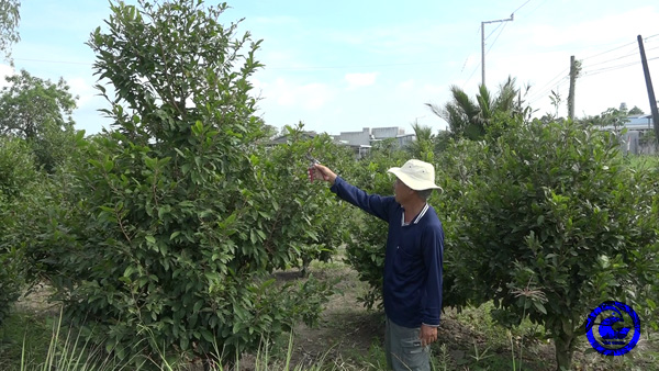 Nông dân Tiền Giang trồng mai vàng bán Tết, thu nửa tỷ/năm - Ảnh 1.