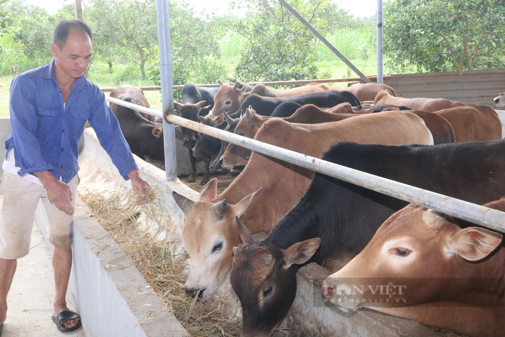 Chỉ nuôi bò vỗ béo bán Tết, lão nông dân xứ Mường kiếm tiền khủng - Ảnh 2.