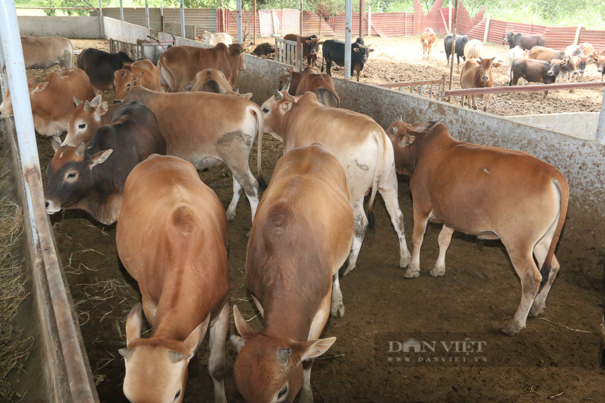 Chỉ nuôi bò vỗ béo bán Tết, lão nông dân xứ Mường kiếm tiền khủng - Ảnh 3.