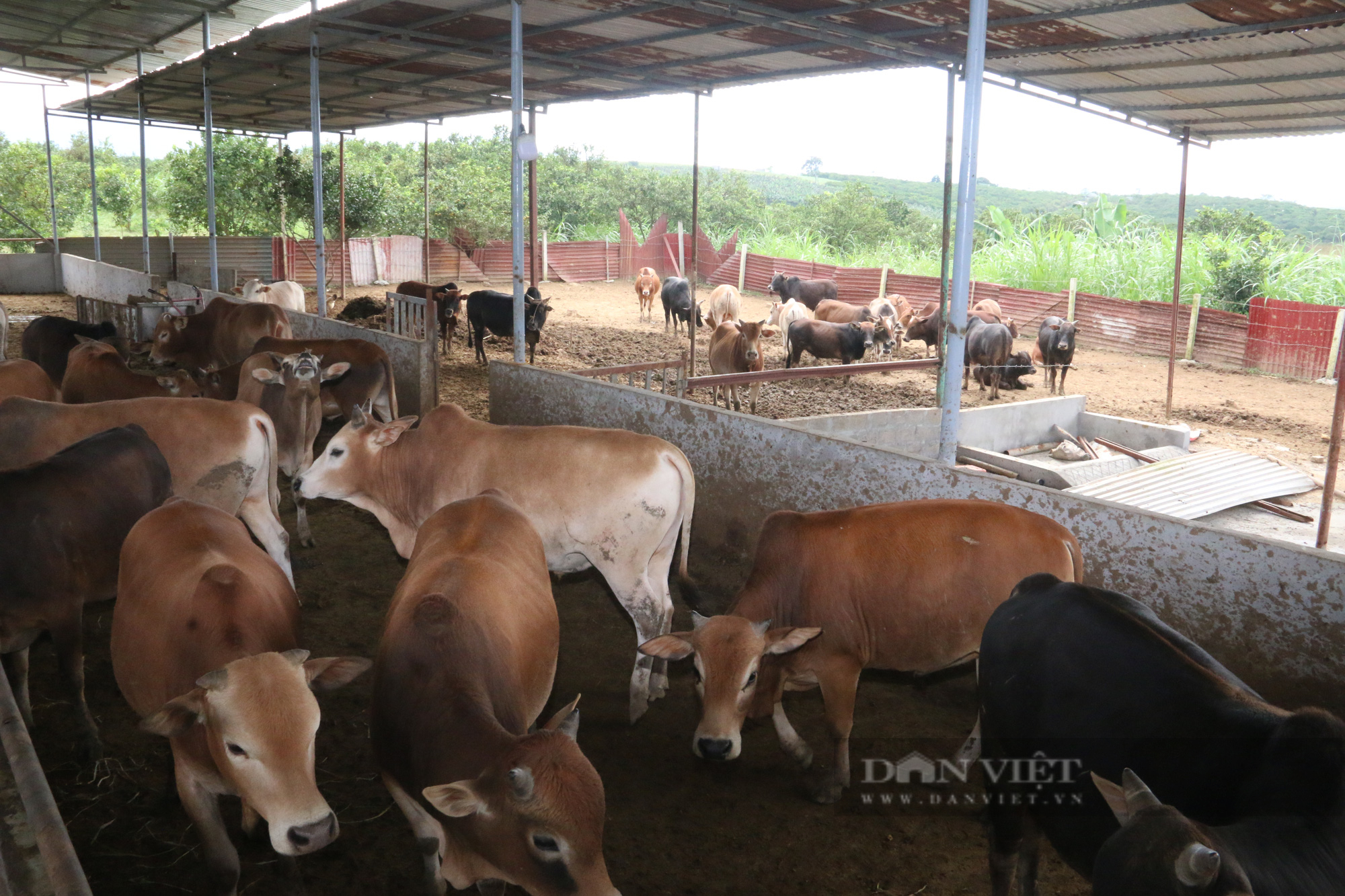 Chỉ nuôi bò vỗ béo bán Tết, lão nông dân xứ Mường kiếm tiền khủng - Ảnh 7.