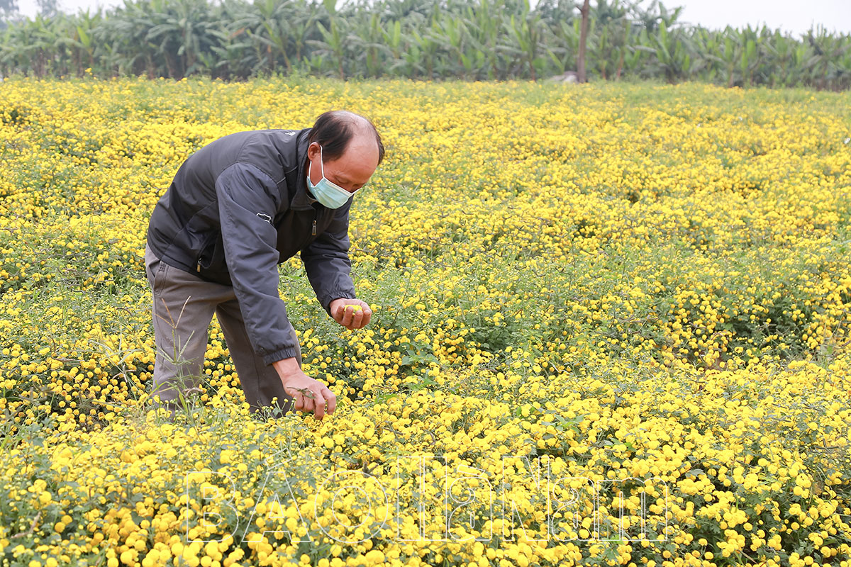 Hà Nam: Trồng loài hoa cúc bé tí, bán giá nửa triệu đồng/kg, thu hoạch 1 sào lãi bằng cả hecta ngô - Ảnh 1.