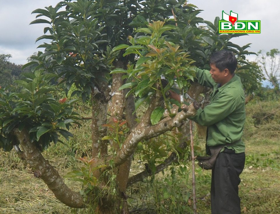 Tình cờ nhân giống bơ đặc sản, dịch bệnh hoành hành như thế, nông dân Đắk Nông vẫn bán nhanh vèo vèo - Ảnh 4.