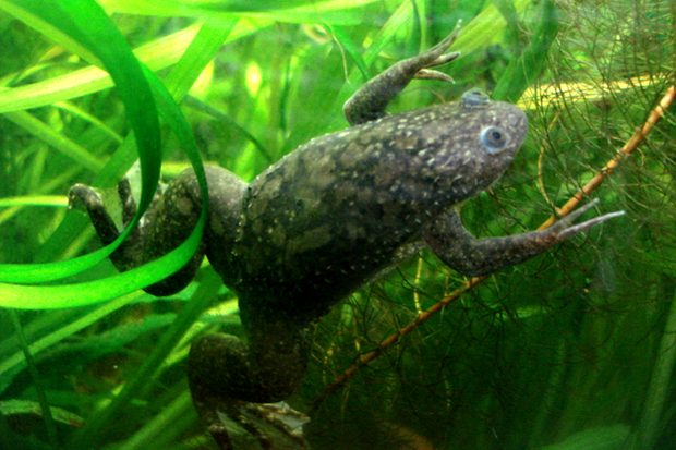 Các nhà khoa học phát hiện ra cách giúp ếch mọc lại chân - Ảnh 1.