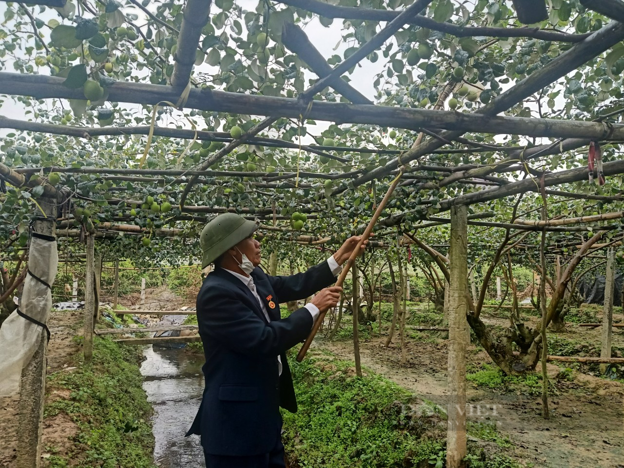 Hải Dương: Trồng thứ cây sai lúc lỉu quả để dành bán tết, nông dân thu trăm triệu ngon ơ - Ảnh 4.